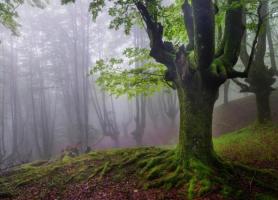 جنگل های پارک طبیعی Gorbea باسک