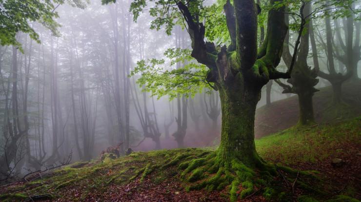 جنگل های پارک طبیعی Gorbea باسک