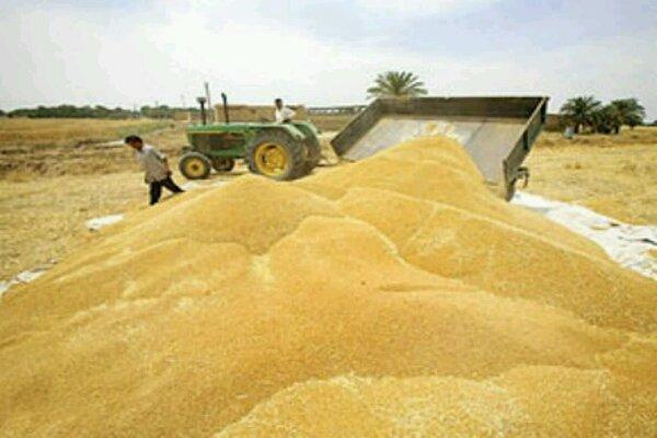 پرداخت 95 درصد مطالبات گندمکاران در مازندران