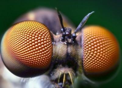 الهام از چشم حشرات در زندگی انسان