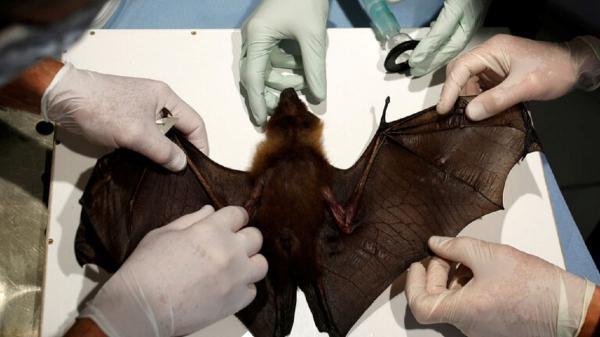 محققان با الهام از خفاش حسگر جریان هوا ساختند
