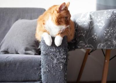 چطور گربه ها را از چنگ زدن مبل ها بازداریم؟